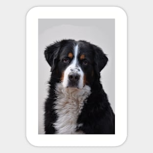 bernese mountain dog second Sticker